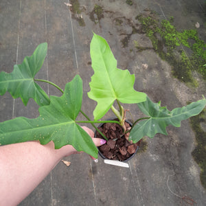 #94 Philodendron Golden Dragon