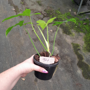 #94 Philodendron Golden Dragon