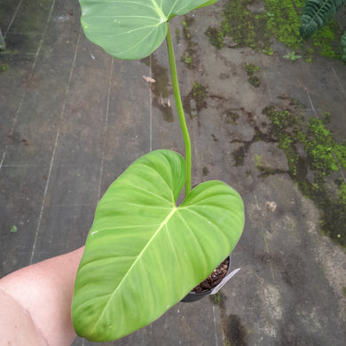 #31 Philodendron Gloriosum x Giganteum