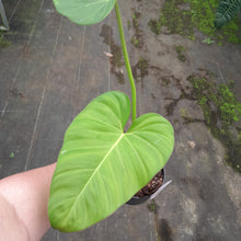 Load image into Gallery viewer, #31 Philodendron Gloriosum x Giganteum