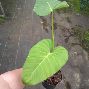 #31 Philodendron Gloriosum x Giganteum