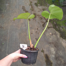 Load image into Gallery viewer, #31 Philodendron Gloriosum x Giganteum