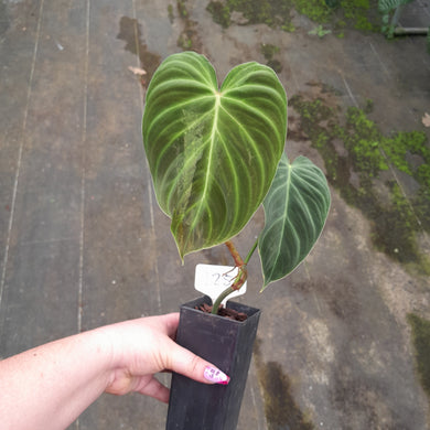 #125 Philodendron Splendid