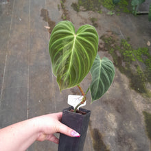 Load image into Gallery viewer, #125 Philodendron Splendid