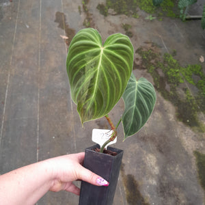#125 Philodendron Splendid