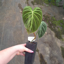 Load image into Gallery viewer, #125 Philodendron Splendid