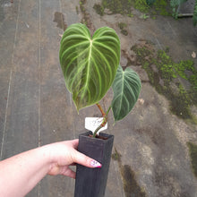 Load image into Gallery viewer, #125 Philodendron Splendid