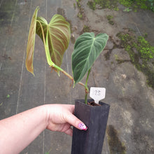 Load image into Gallery viewer, #125 Philodendron Splendid
