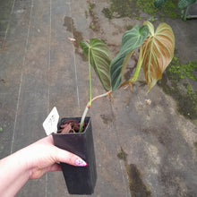 Load image into Gallery viewer, #125 Philodendron Splendid