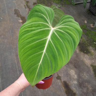 #59 Philodendron Gloriosum