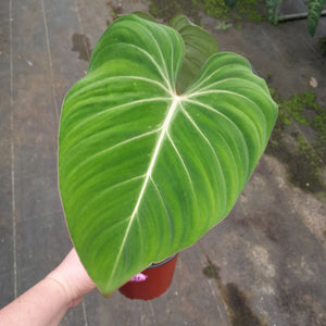 #59 Philodendron Gloriosum