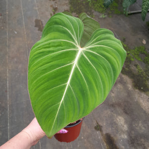 #59 Philodendron Gloriosum