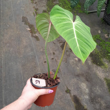Load image into Gallery viewer, #59 Philodendron Gloriosum