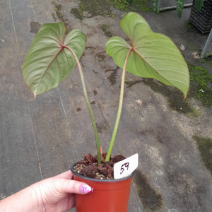 #59 Philodendron Gloriosum