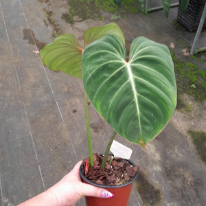 #59 Philodendron Gloriosum