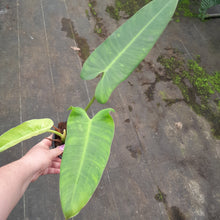 Load image into Gallery viewer, #152 Philodendron Jose Buono