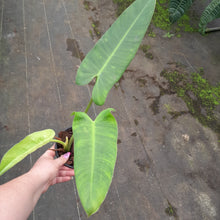 Load image into Gallery viewer, #152 Philodendron Jose Buono