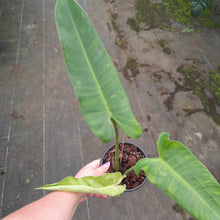 Load image into Gallery viewer, #152 Philodendron Jose Buono