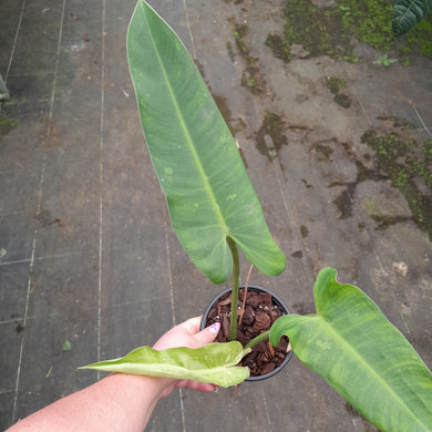 #152 Philodendron Jose Buono
