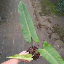 Load image into Gallery viewer, #152 Philodendron Jose Buono