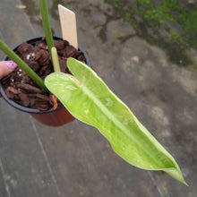 Load image into Gallery viewer, #152 Philodendron Jose Buono