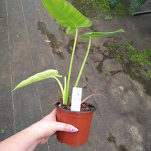 Load image into Gallery viewer, #152 Philodendron Jose Buono