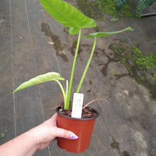 Load image into Gallery viewer, #152 Philodendron Jose Buono