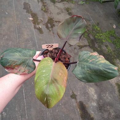 #22 Philodendron White Knight