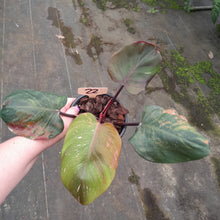 Load image into Gallery viewer, #22 Philodendron White Knight