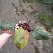 Load image into Gallery viewer, #22 Philodendron White Knight