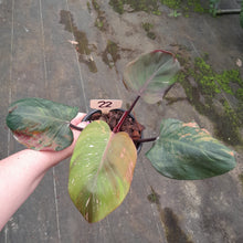 Load image into Gallery viewer, #22 Philodendron White Knight