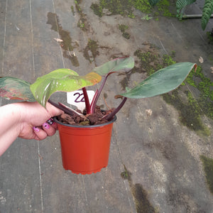 #22 Philodendron White Knight