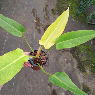 #45 Philodendron Lemon Twist