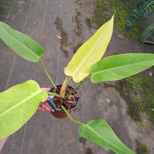 Load image into Gallery viewer, #45 Philodendron Lemon Twist