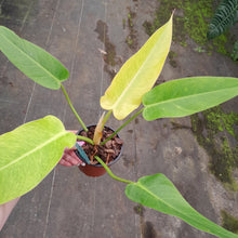 Load image into Gallery viewer, #45 Philodendron Lemon Twist