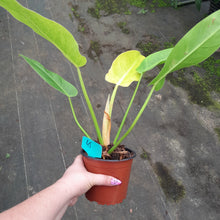 Load image into Gallery viewer, #45 Philodendron Lemon Twist