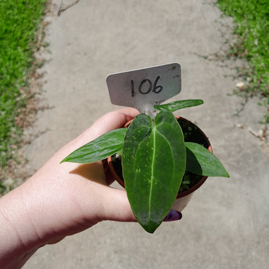 #105 Anthurium NOID