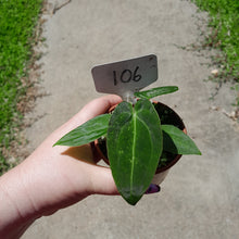 Load image into Gallery viewer, #105 Anthurium NOID