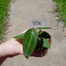 Load image into Gallery viewer, #105 Anthurium NOID