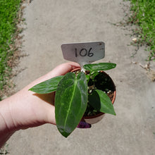 Load image into Gallery viewer, #105 Anthurium NOID