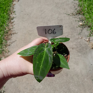 #105 Anthurium NOID