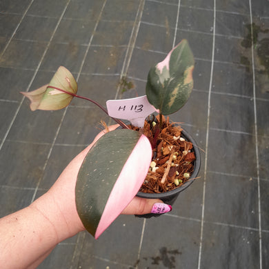 #H113 Philodendron Pink Princess