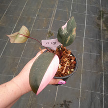 Load image into Gallery viewer, #H113 Philodendron Pink Princess
