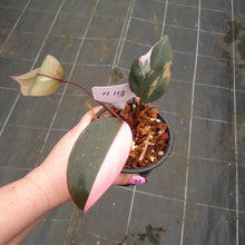 Load image into Gallery viewer, #H113 Philodendron Pink Princess