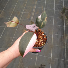 Load image into Gallery viewer, #H113 Philodendron Pink Princess