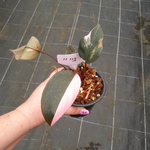 #H113 Philodendron Pink Princess