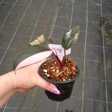 Load image into Gallery viewer, #H113 Philodendron Pink Princess