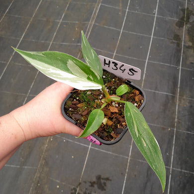 #H345 Philodendron White Princess
