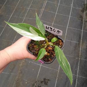 #H345 Philodendron White Princess
