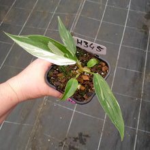Load image into Gallery viewer, #H345 Philodendron White Princess